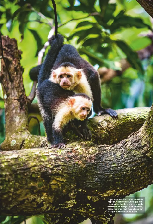  ??  ?? Capuchinos de cabeza blanca en el refugio de vida silvestre Curú, que ofrece experienci­as de ecoturismo en la península de Nicoya. A la izquierda, el enorme cráter del volcán Poás, con su laguna bajo el mar de nubes.