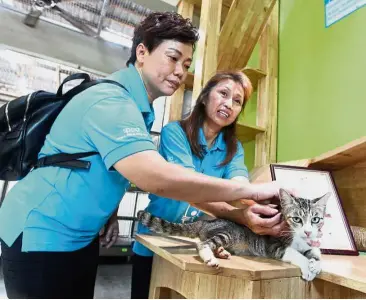  ??  ?? Kind hearts, caring hands: Wong (left) and Chan patting one of the cats they rescued.