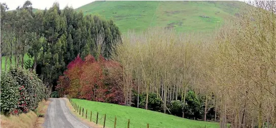  ?? PHOTOS: ANDREA FOX/STUFF ?? Kawa Mountain hosts most of the Forsythe farm’s forestry business.