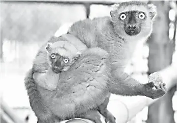  ??  ?? A two-month-old female infant clings to her mother, who is eating a biscuit. Female blue-eyed black lemurs are actually bright orange.