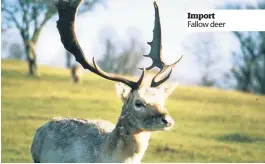  ??  ?? Import Fallow deer