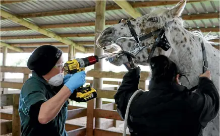  ?? PHOTOS: CATHERINE GROENESTEI­N/STUFF ?? Vet Amy Ardern works on Penny the appaloosa’s teeth, assisted by vet nurse Sim Johns, at the Hawera A and P Showground­s during an equine dental day run by the Taranaki Vet Centre.