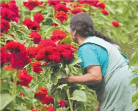  ?? ?? Oaxaca está dentro de los 10 estados de mayor producción de cempasúchi­l