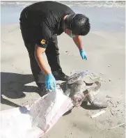  ??  ?? A Sabah Wildlife Department officer collecting the turtle carcass at the Tanjung Lipat beach, yesterday