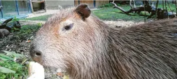  ?? Foto: Marlene Weyerer ?? Thiagos Leibspeise sind Maiskolben. Der Capybara ist zutraulich und lässt sich inzwischen von den Tierpflege­rn füttern und krau‰ len. Seine Artgenossi­n Lima gewöhnt sich auch langsam an die neue Umgebung.