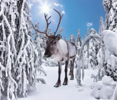  ?? ?? Reindeer-drawn sleigh rides are a popular part of festive trips to Lapland. PA Photo/Alamy