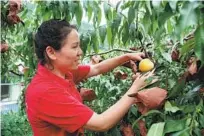  ?? LIU WANGMIN / XINHUA ?? Chen Shidan, a fruit grower, picks yellow peaches at a village in Yanling county, Hunan province, in August.