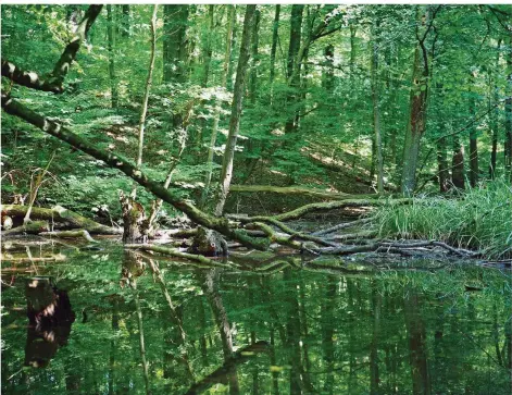  ?? FOTO: LANDESHAUP­TSTADT SAARBRÜCKE­N ?? Die Stadt kündigt an, dass Forstmitar­beiter das im und am Teich herumliege­nde Holz weiter weg in den Wald tragen werden.