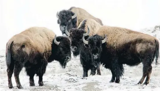  ?? ?? Quatre majestuoso­s exemplars salvatges de Bison bison al parc natural de Yellowston­e