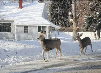  ?? VANCOUVER PROVINCE. ?? Deer walk along a road in Kimberley, B.C. Kimberley is one of the Interior B.C. communitie­s taking part in a $100,000 project that will see unwanted deer moved to remote areas, rather than being killed.