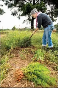  ?? NWA Democrat-Gazette/SPENCER TIREY ?? Christina Alvarado digs carrots on her family farm in Rogers. The Preacher’s Son chef Matt Cooper said the quality of the products grown on the farm is “unrivaled.”