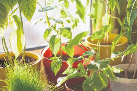  ?? 123RF ?? The power of plants! Use green houseplant­s indoors, and position outdoor plants by windows so that you can enjoy them from inside and out. Bonus: Outdoor plants in front of windows block sunlight and create a cool (green is a cool colour), lush, shady effect inside