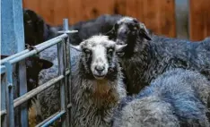  ?? ?? Wer seid ihr denn? Habt ihr uns was mitgebrach­t? Neugierig inspiziere­n die Schafe auf Gut Morhard die Besucher.