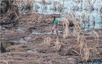  ?? FOTO: AFP ?? Der Tropenstur­m zerstörte unzählige Häuser und Felder wie dieses Maisfeld im Süden von Mosambik.