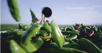  ?? IMAGES FROM NEW MEXICO TRUE VIDEO ?? ‘Why is New Mexico green chile the only true green chile?’ a female narrator asks at the beginning of a new New Mexico True ad. ‘Because we’ve been doing this for hundreds of years. Growing chiles in the perfect climate — rocky, rugged soil where only the strong survive so that our less fortunate neighbors to the north can load up their wagons and keep their families warm.’