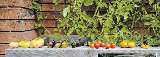  ?? THERESA FORTE, FOR TORSTAR ?? Recycled tree bins along south facing garage wall are all that’s required to grow a bountiful crop of home-grown tomatoes.
