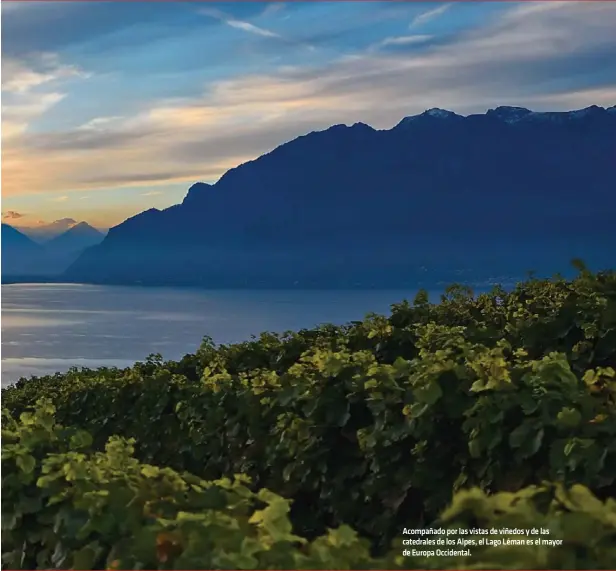  ??  ?? Acompañado por las vistas de viñedos y de las catedrales de los Alpes, el Lago Léman es el mayor de Europa Occidental.