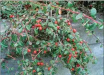  ?? Tribune News Service ?? Two shrub groups, Pyracantha and Cotoneaste­r, are outstandin­g red berry-producing garden shrubs.
