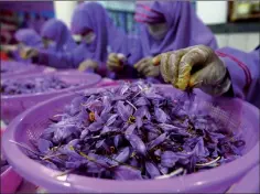  ?? — AFP photos ?? Workers separating saffron threads from harvested flowers at a processing centre in Herat province.