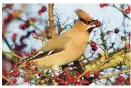  ??  ?? Waxwings feed on winter berries