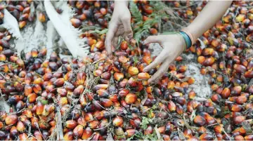  ??  ?? Small farmers manage almost 40 per cent of Malaysia’s 5.81 million hectares of palm plantation­s, says Tiow. — AFP photo