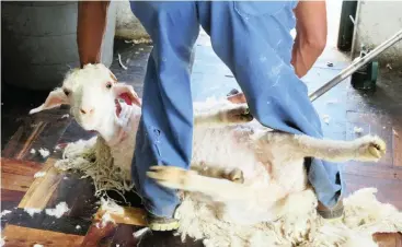  ?? Picture: PETA ?? CRUELTY: Internatio­nal fashion retailers have pledged to cease selling mohair products.