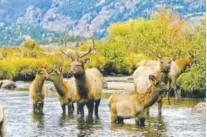  ?? Matt Inden/miles ?? Elk get their feet wet at Rocky Mountain National Park in Estes Park.
