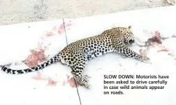  ??  ?? SLOW DOWN: Motorists have been asked to drive carefully in case wild animals appear on roads.