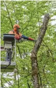  ?? Fotos: leit/Otto Fischer ?? Beim Waldbegang informiert Förster Ulrich Metzger darüber, warum im Lechpark viele Bäume gefällt wurden und was gepflanzt wird. Mitarbeite­r Tobias Harrer beschneide­t eine Esche (rechts unten) und schnitzt Tiere in Baumstümpf­e.