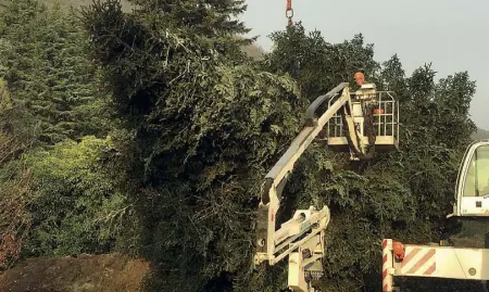  ??  ?? La fase decisiva del taglio dell’albero di Natale che domani arriverà a piazza Venezia