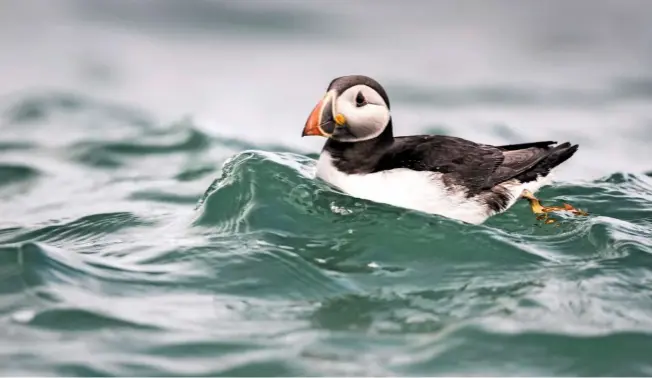  ??  ?? The puffin leads a solitary life at sea, bobbing like a cork and propelling itself with powerful thrusts of its feet. Its dark upper feathers merge with the sea’s colour, protecting it from aerial predators, while its white underside blends in with the...