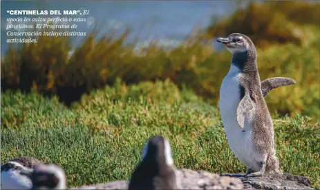  ??  ?? “CENTINELAS DEL MAR”. El apodo les calza perfecto a estos pingüinos. El Programa de Conservaci­ón incluye distintas actividade­s.