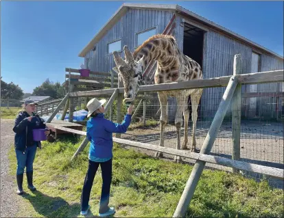  ?? PHOTOS BY DAVID MULLALLY — HERALD CORRESPOND­ENT ?? The guided tour of the B. Bryan Conservati­on Center ends with the thrill of hand feeding lettuce leaves to a Nubian giraffe.