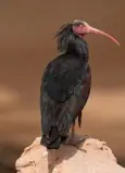  ??  ?? CONSERVATI­ON: Northern Bald Ibis down to less than 100 breeding pairs