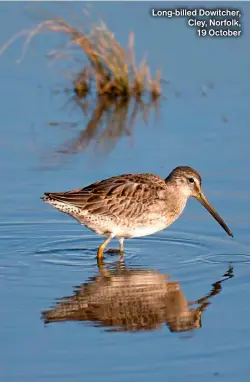  ?? ?? Long-billed Dowitcher, Cley, Norfolk, 19 October