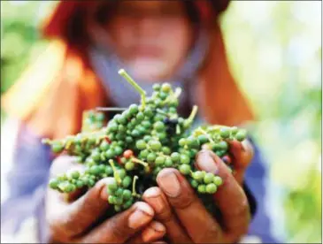  ?? PHA LINA ?? A labourer holds harvested peppercorn­s at a plantation in Ratanakkir­i province in 2015.