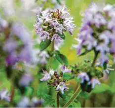  ??  ?? Wer im Garten einen winterhart­en Thymian hat, sollte ihn dennoch mit Zweigen ab‰ decken, um ihn zu schützen.