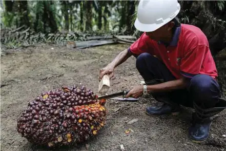  ?? BLOOMBERG PIC ?? Palm oil output in Malaysia eased 3.9 per cent to 1.74 million tonnes last month from the previous month.