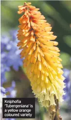  ??  ?? Kniphofia ‘Tubergenia­na’ is a yellow orange coloured variety