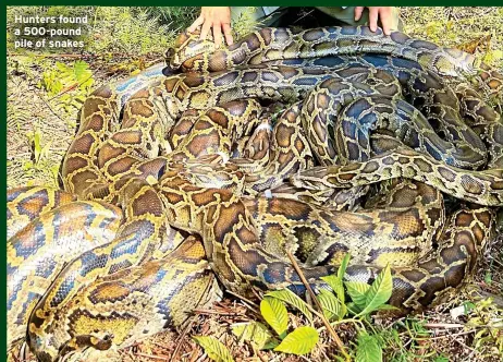  ?? ?? Hunters found a 500-pound pile of snakes