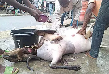  ?? PHOTO: ENIOLA DANIEL ?? Muslim faithful performing the traditiona­l slaughteri­ng of ram yesterday at Afariogun, Oshodi, Lagos..