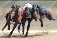  ?? JUSTIN TALLIS / AGENCE FRANCE-PRESSE ?? Greyhounds compete on the track during an evening of greyhound racing at Wimbledon Stadium in south London last week.