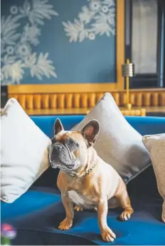  ?? Provided by Kimpton Hotel Monaco ?? Above right: This French bulldog, Jackson, enjoys a visit to the Kimpton Hotel Monaco in Denver.