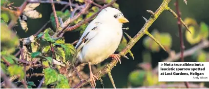  ?? Andy Wilson ?? Not a true albino but a leucistic sparrow spotted at Lost Gardens, Heligan