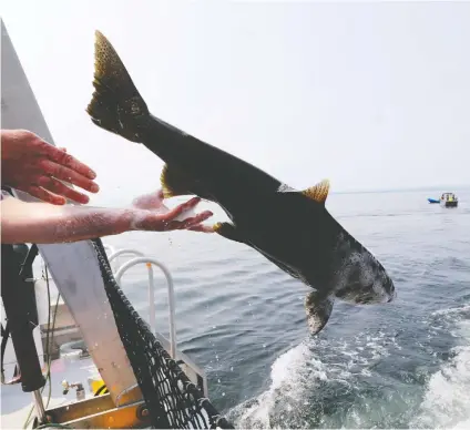  ?? ALAN BERNER/THE SEATTLE TIMES VIA AP, POOL ?? Protecting chinook salmon, like the one seen above, requires immediate habitat protection and restoratio­n, predator concerns, and improved stock assessment, says Bird.