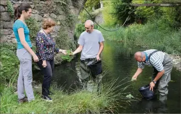  ?? (Photo H. D. S.) ?? Les agents municipaux ont débuté une campagne de ramassage sous le Pont vieux, sous les yeux de la maire Christine Amrane et d’Eléonore Terrin, animatrice des sites Natura  de la plaine et du massif des Maures, qui a découvert la plante.