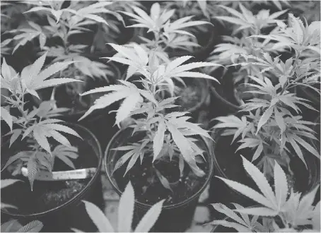  ?? SEAN KILPATRICK/THE CANADIAN PRESS FILES ?? Marijuana plants at Canopy Growth Corp.’s site in Smiths Falls, Ont. BMO Capital Markets’ deal with Canopy marks the first time a “Big Five” Canadian bank has been involved in leading an equity financing for a publicly traded medical marijuana firm.