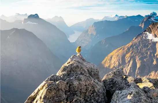  ?? ?? Photograph­er Douglas Thorne captured this image of tiny rock wren just before sunset in Fiordland.