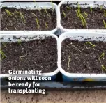  ??  ?? Germinatin­g onions will soon be ready for transplant­ing