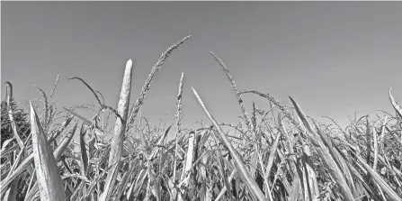  ?? PHOTOS BY JASON J. MOLYET/NEWS JOURNAL ?? Corn awaits harvest Friday morning in a field near Mansfield.